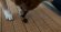 画像5: 犬猫用のクマ笹エキス 笹の極ササエール×3箱 (5)
